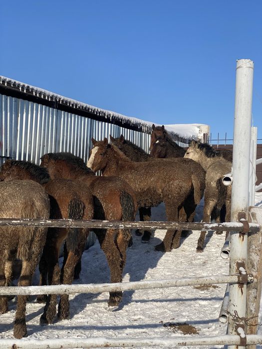 Жабдыққа қатымға жылқылар