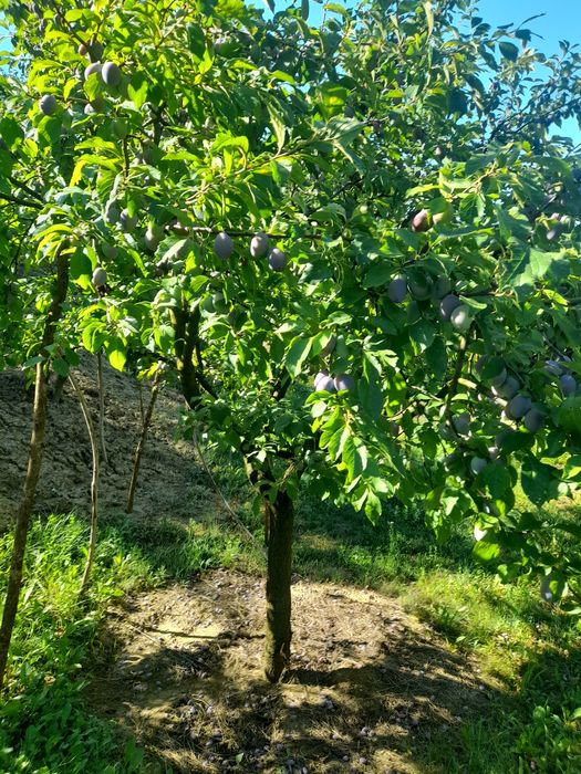 Vând prune bistrite