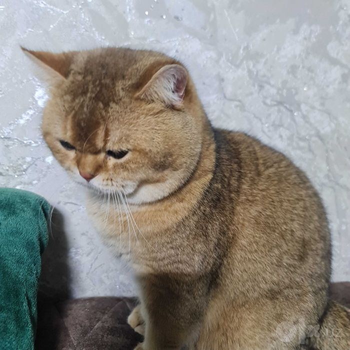 Британский короткошерстный  кот