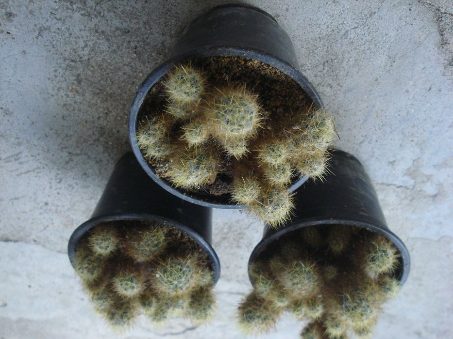 Традесканция, Сансевиера, Кактус, Калатея Розеопикта