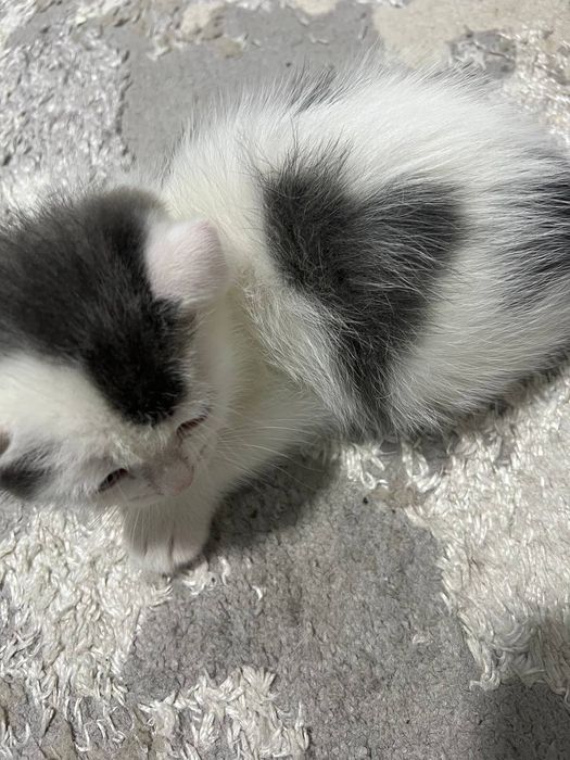 Продаётся котёнок скоттиш фолд