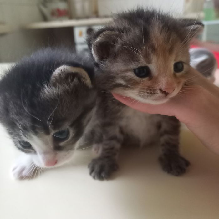 Вислоухие котята один месяц