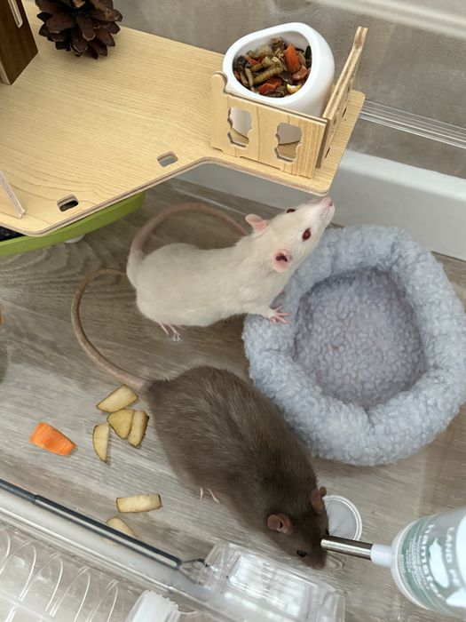 Продам крыс с клеткой