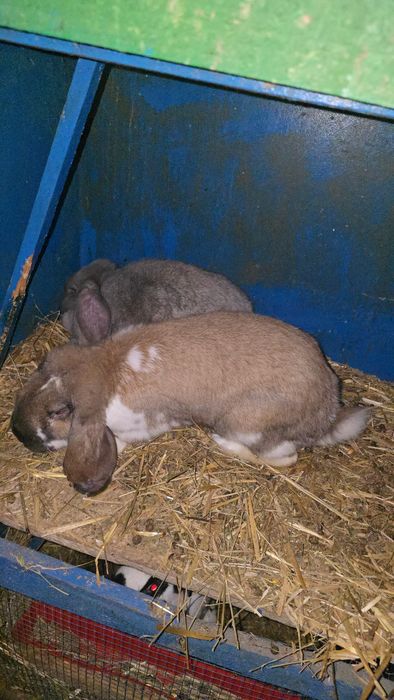 Vând femelă uriaș german fluture și berbec maturi