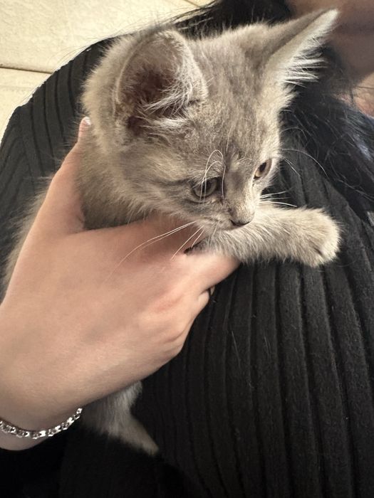 Отдам котёнка в добрые руки