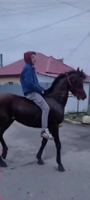 Vind harmăsar pur sânge arab