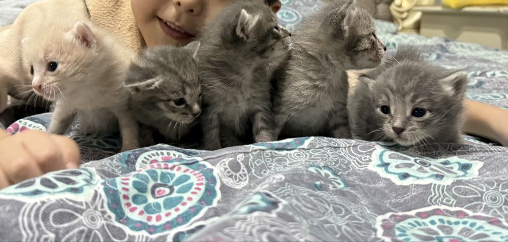 Отдам котят в добрые руки