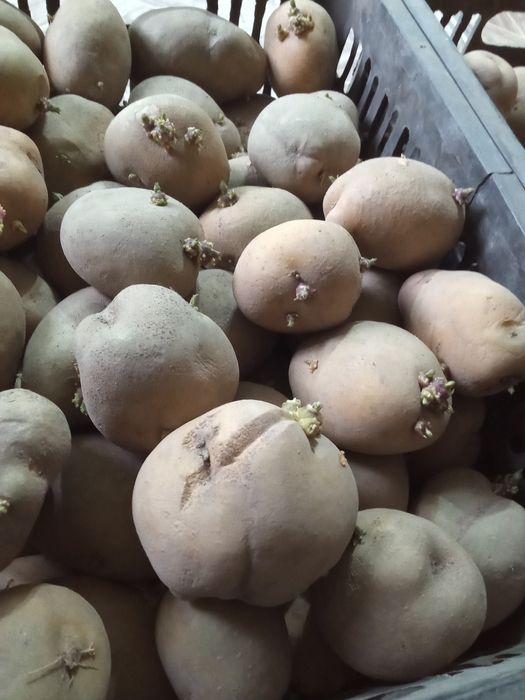 Семенной  картофель картошка