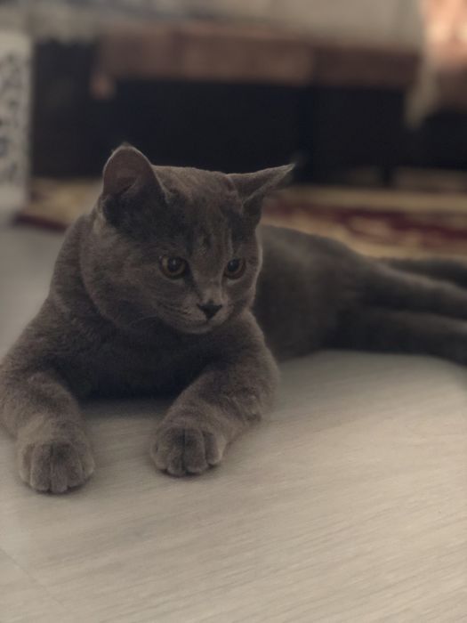 Британский короткошёрстную