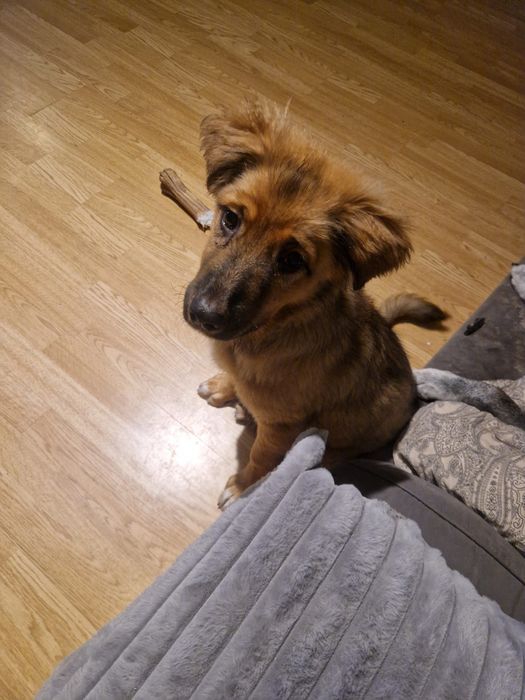 Безпородно куче.