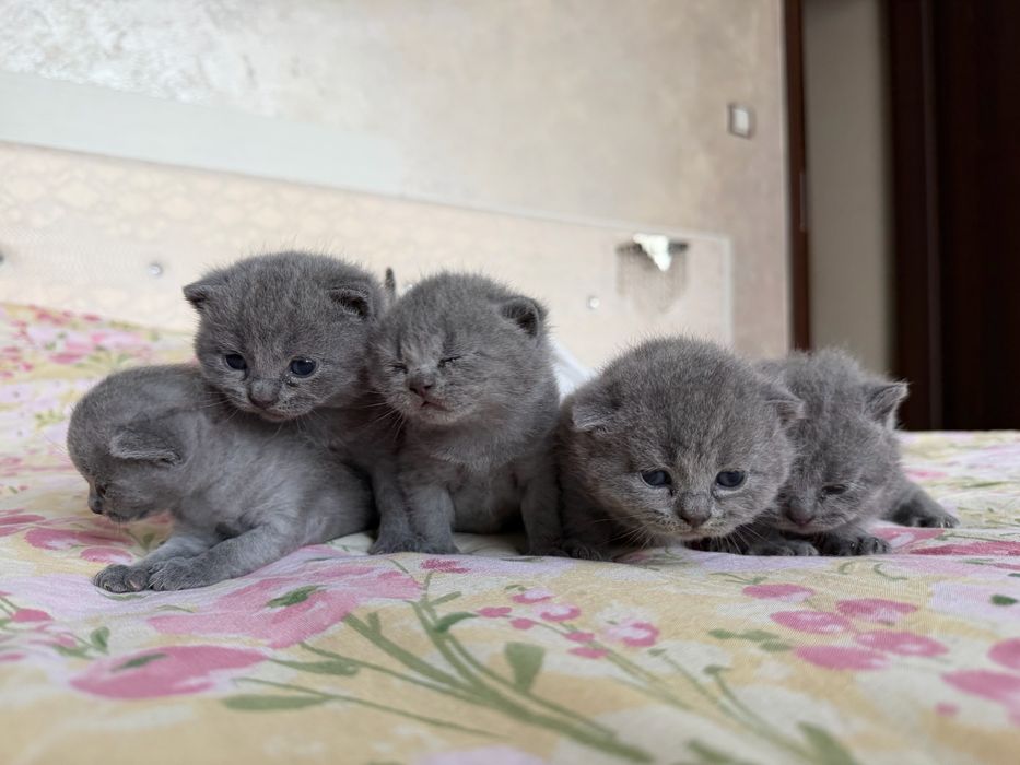 Британски късокосмести котета