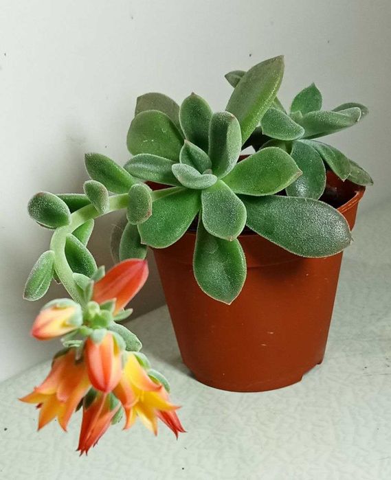 Продам. Эхеверия - каменная роза.