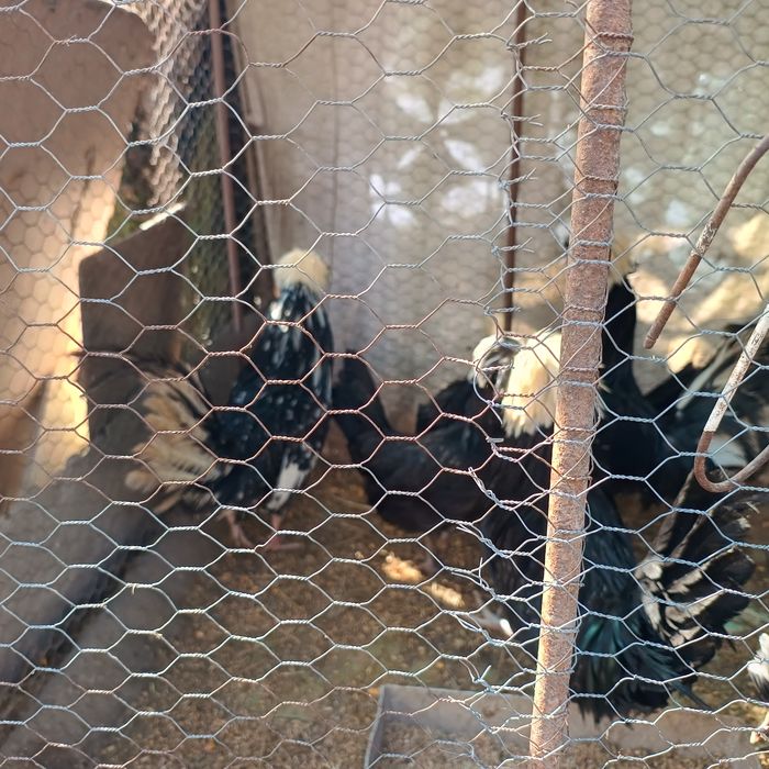 Vând cocosi moțati olandezi