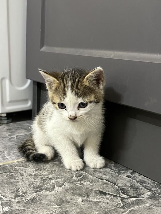 Отдам котят в хорошие руки