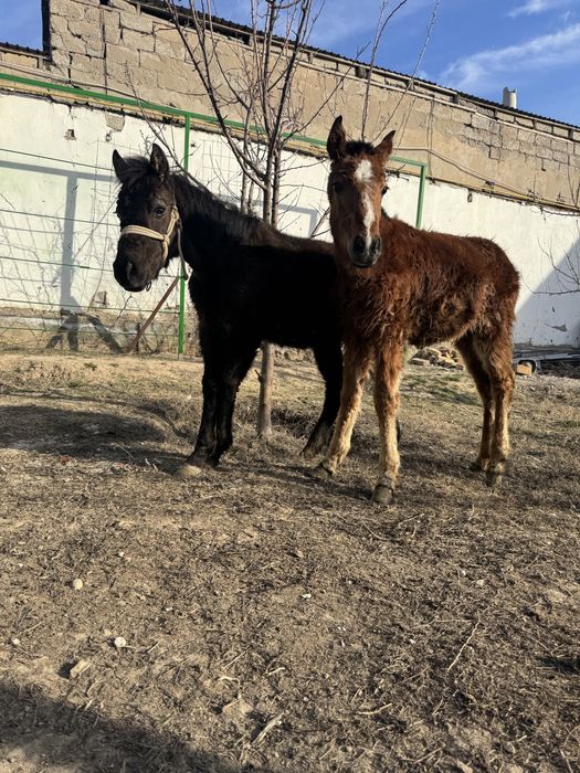 Екі құлын сатылады