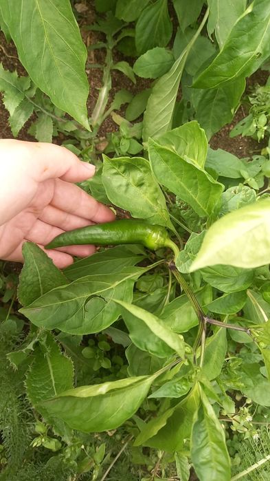 Продам дачу Темерязево