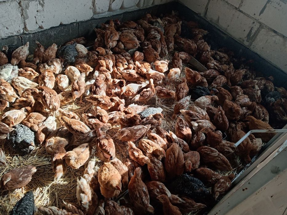 Pui, puicute outoare ISA brown și pui mixti