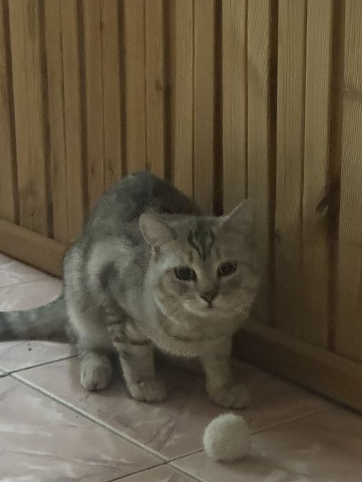 Продаеться британский кот