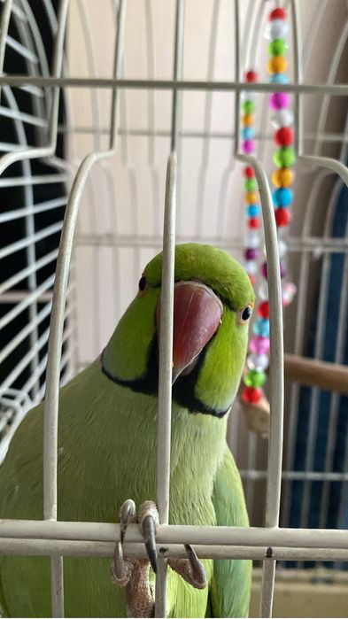 Продам ожерелового попугая