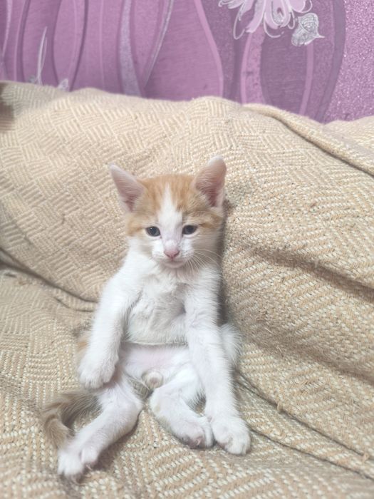 Отдаю котят в добрые заботливые руки