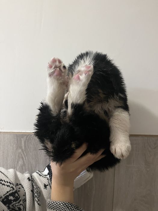 Щенок девочка 2-3 месяца, привезем сами