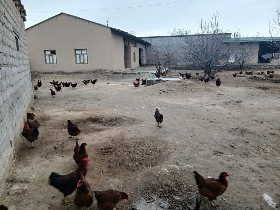 Ханхяп товуклари сотилади тухумга кирган