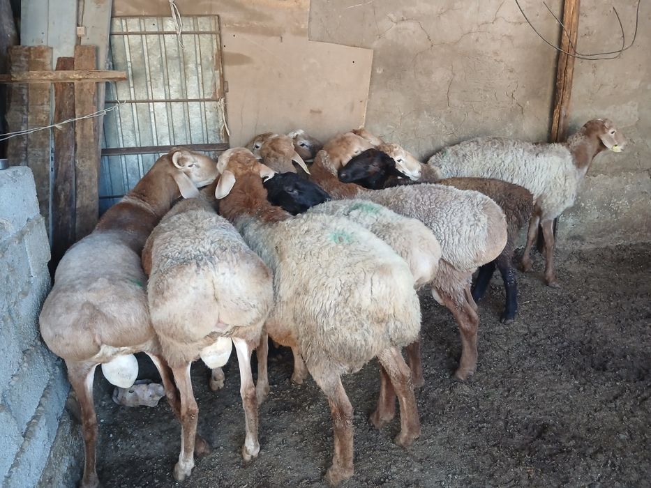 Қошқар кочкар баран кочкар қошқар