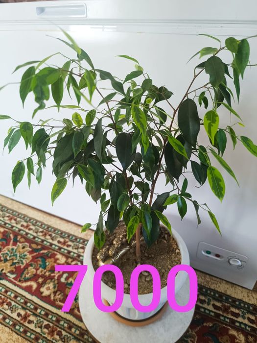 Продам недорого цветы