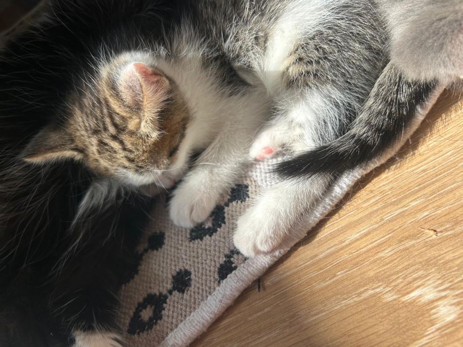Срочно Отдаю котят в добрые руки