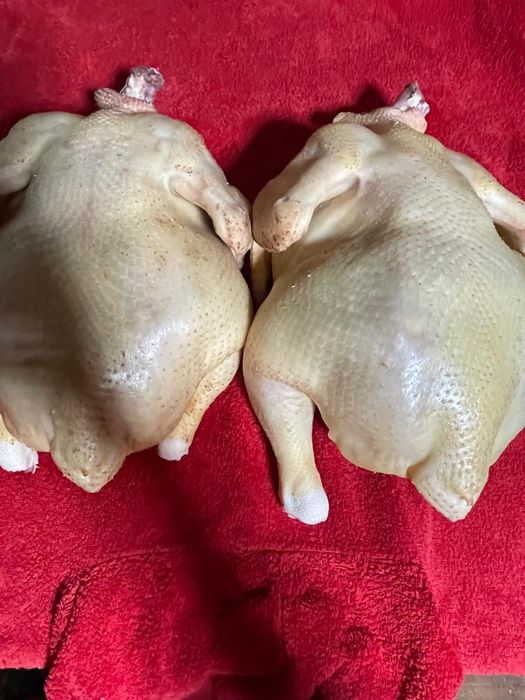 Продам жирных домашних курочек