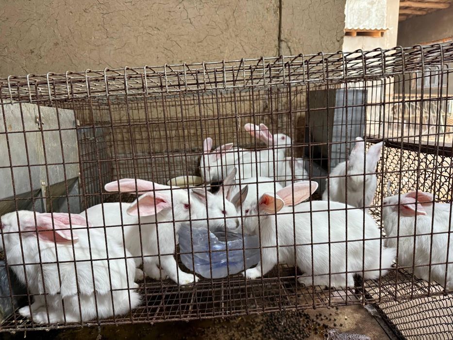 Xikol parodali quyonlar sotiladi