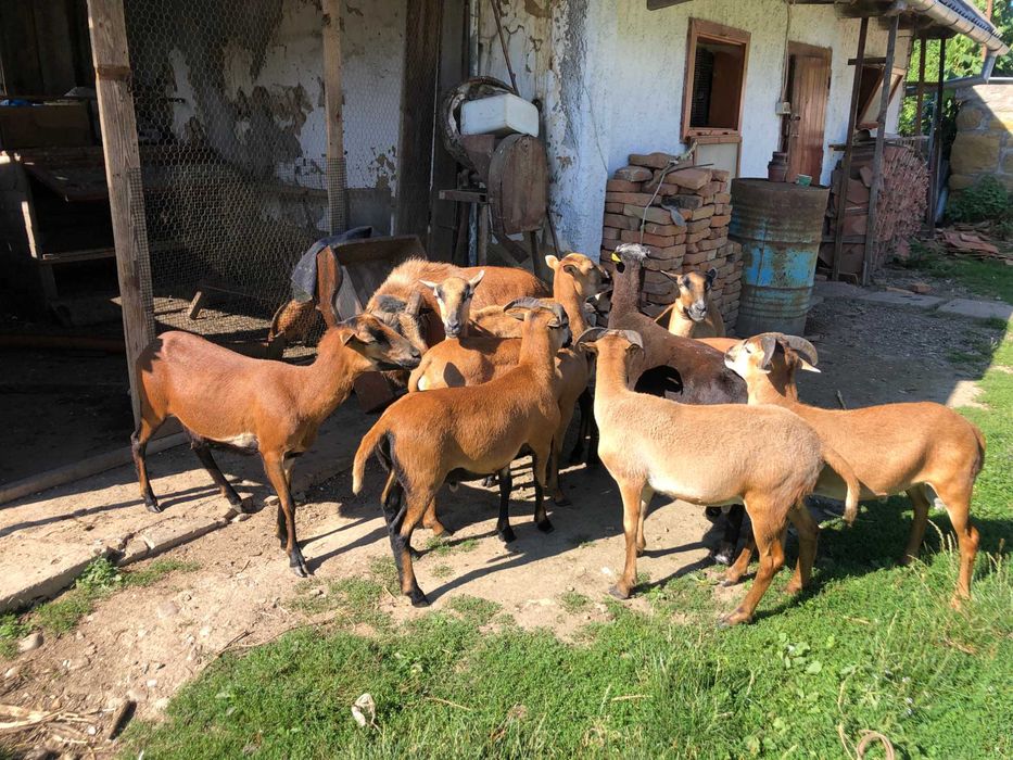 oi cameruneze aparat tuns gradina bio