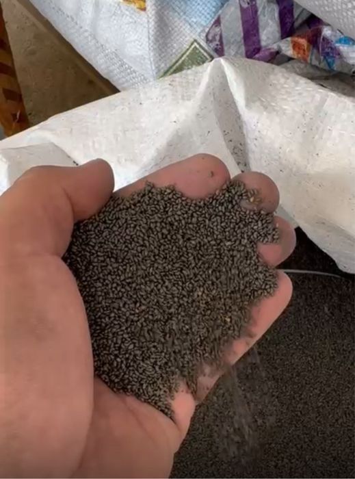 Продам семена люцерны