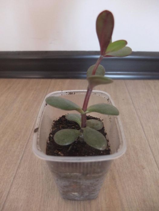 Денежное дерево (толстянка)