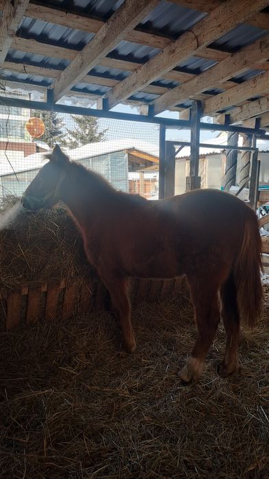 Продам кобылку 9 месяцев.