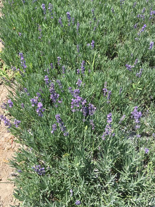 Разсад лавандула