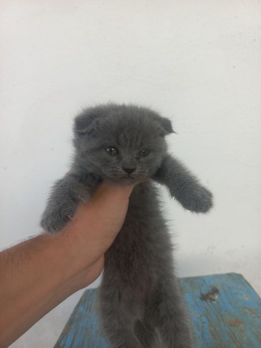 Mushukchalar sotiladi toza zotli toza qonli mushuklar