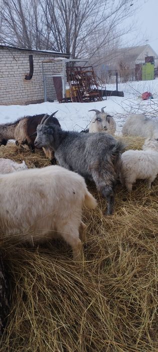 Ешкылер сатылады