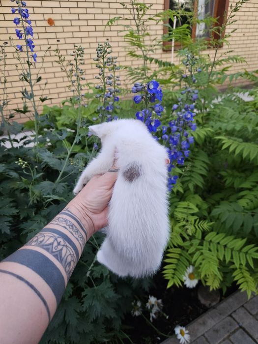 Отдам котёнка девочку в хорошие руки.