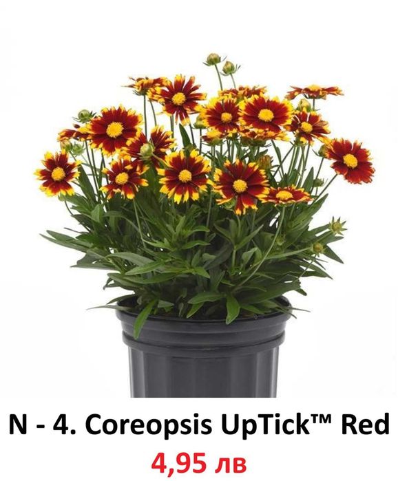 Многогодишни Градниски Цветя – ЦЕНА 4,95 лв./бр.