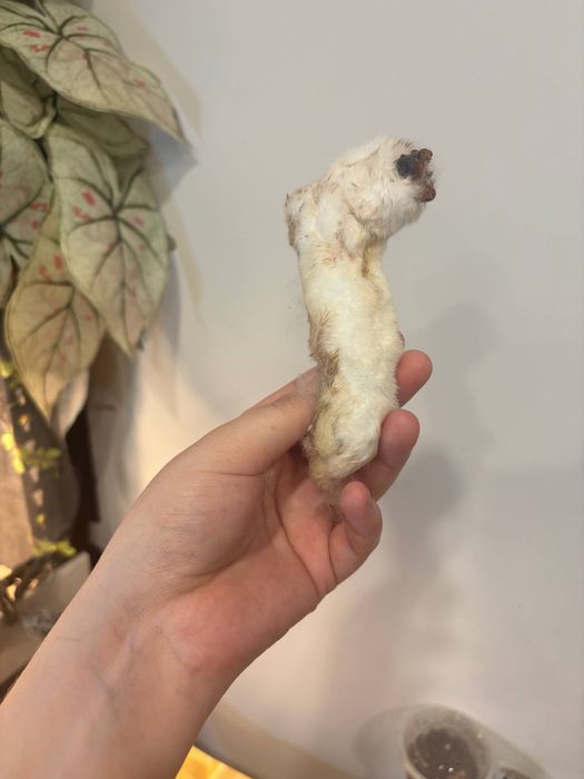 Лакомства для собак и кошек