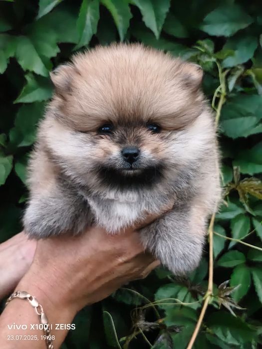 Очаровательные щенки шпица.