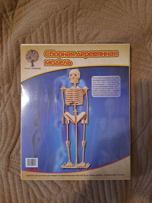 Сборная модель - скелет человека.