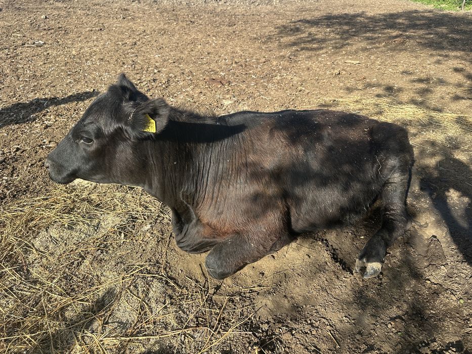 Vand Carne Angus