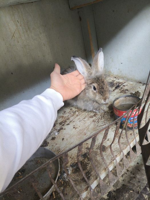 Крольчиха отдам бесплатно