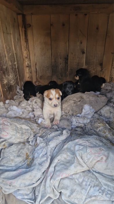 Щенки в добрые руки