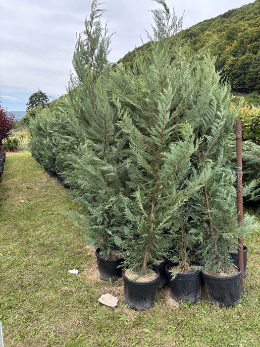 Tuia leylandii super oferta gazon rulou