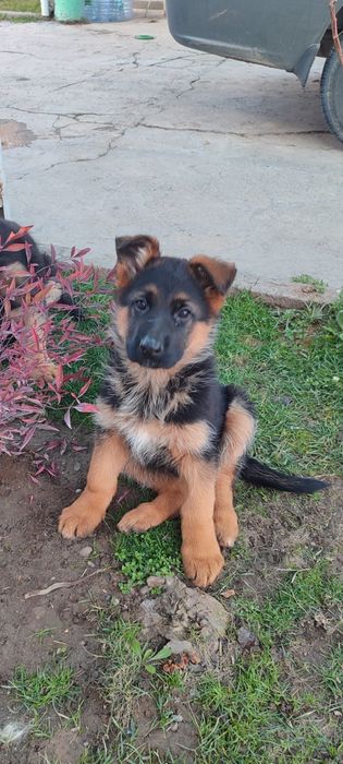 Щенки немецкой овчарки