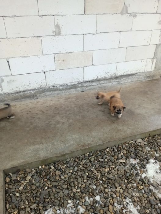 Donez căței talie mica