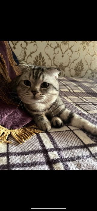 Пропал кот, помогите найти